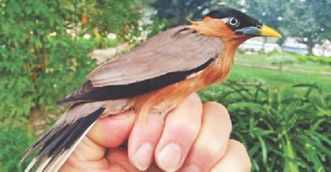 সাংবাদিকদের মোটরসাইকেল চলাচল নিষেধাজ্ঞা তুলে নিল ইসি